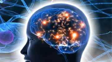 Stylized image of the human brain